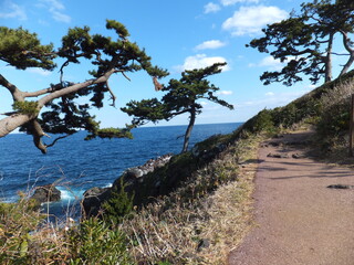 海岸の松の木