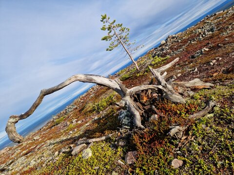 tree trunk
