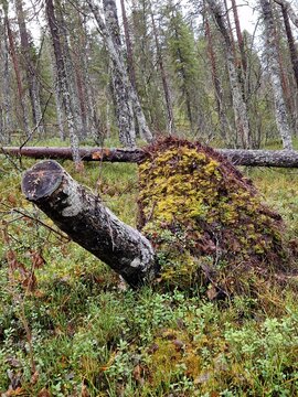 Finland. Forest beauty in autumn