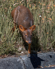 Pudu
