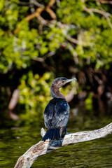 cormoran
