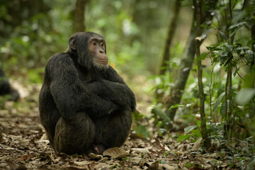 Chimpanzee in Uganda