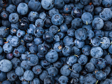 blueberries close up background