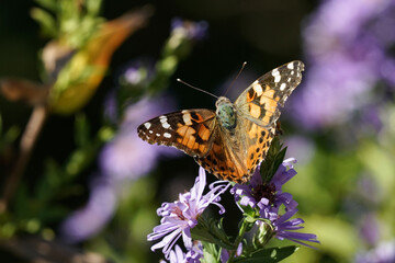 View from behind a Painted Lady Butterfly with wings outstreached resting on a flower