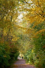 Autumn Path Deciduous Forest. A path through a deciduous forest as the leaves change colour.

