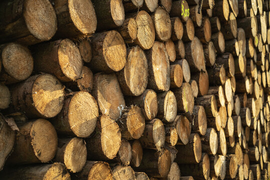 Log spruce trunk pile. Sawn trees from the forest. Logging timber industry.