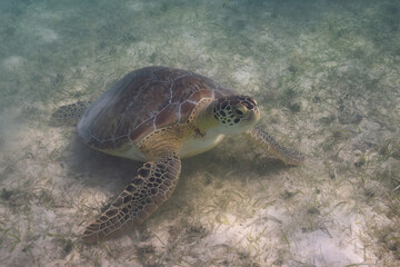 Green sea turtle resting on bottom of sea