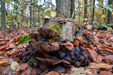 A cluster of lamellar inedible mushrooms in the forest during autumn