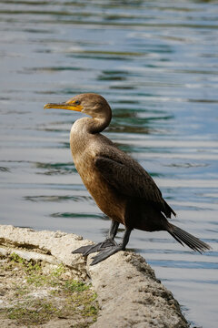 Closeup high resolution image of Cormorant by waters edge.