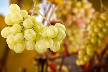 Fresh ripe grapes branch in farm.