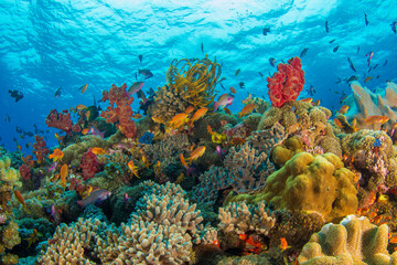 Coral reefs of Naigani in Fiji