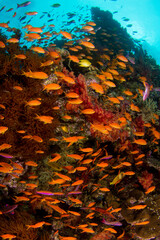 Naklejka na ściany i meble Coral reefs of Naigani in Fiji