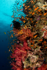 Fototapeta na wymiar Coral reefs of Naigani in Fiji