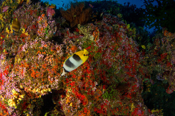 Coral reefs of Naigani in Fiji