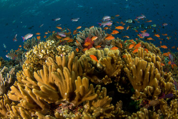 Coral reefs of Naigani in Fiji