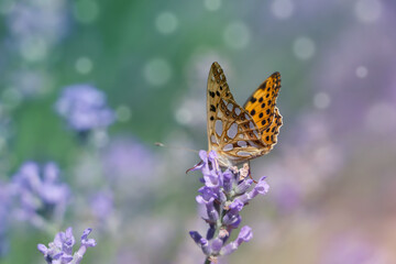 Beautiful butterfly in lavender field on summer day, closeup. Space for text