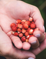 Process of harvesting raspberry and picking berries and wild strawberries in the forest of northern Sweden, Lapland, Norrbotten, near Norway border, hand full of wild strawberry