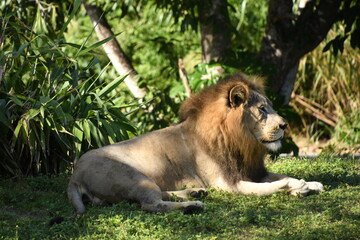 Naklejka premium lion in the zoo