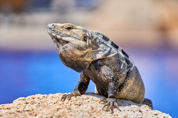 gran lagarto
