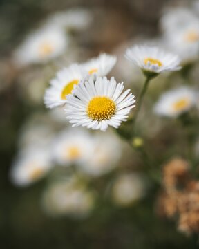 Selective focus shot of Chamomile flowers in bloom
