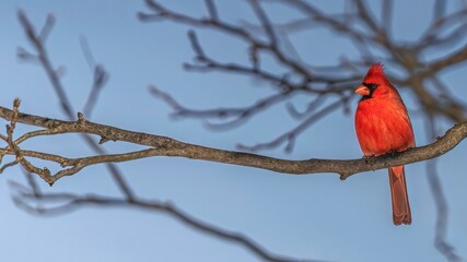 Male northern cardinal perched on tree branch during winter