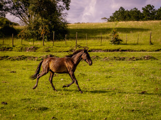 Horse galloping free