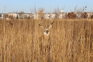 White-tailed deer buck hiding in tall brown grass with townhomes in the background at Miami Woods...