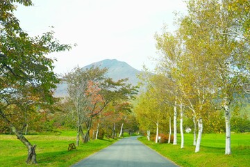 road in the park