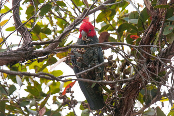 Endangered native Australian Gang-Gang Cockatoo perched and eating from a native Eucalyptus in Wilsons Promontory National Park, Victoria, Australia