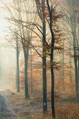 jesienna mgłą w bukowym lesie, buczyna kwaśna