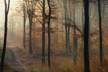 jesienna mgłą w bukowym lesie, buczyna kwaśna - 542831709