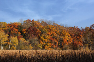 autumn landscape with trees