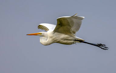 Great Egret - Oct 20, 2022