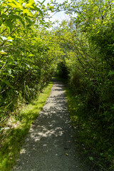 well-paved walk path in the park with green foliage on both sides on a sunny day - 542832968