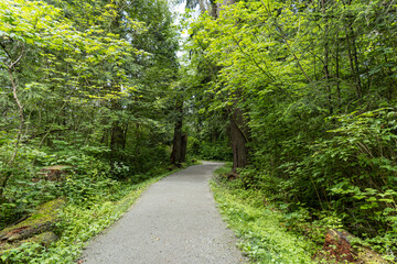 a nice paved walking path in the park with dense green foliage on both sides - 542833128