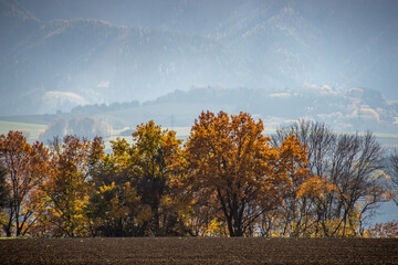 autumn landscape with trees
