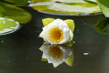 close up of one white waterlily blooming in the pond with reflection on the water surface - 542833159