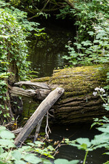 a thick tree trunk covered with mosses lay in the middle of waterway inside park. - 542833176