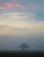 Tree in a pastel mist