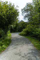 a nice paved walking path in the park with dense green foliage on both sides - 542833331