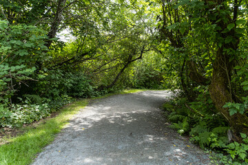 a nice paved walking path in the park with dense green foliage on both sides - 542833337