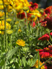 flowers in a garden, Quebec Botanical Gardens