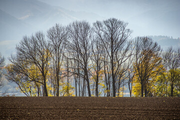 autumn trees in the field