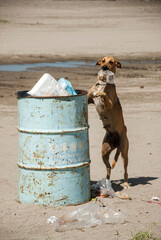  Perro buscando comida en bote de basura. 