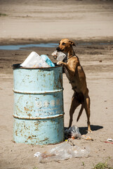  Perro buscando comida en bote de basura. 