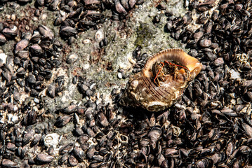 Cangrejo ermitaño en la playa.