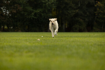 Obraz premium white dog running in the field