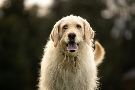 Portrait of yellow labradoodle dog outside with tongue out