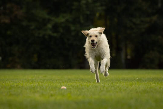 dog running in the park after a ball