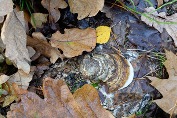 polypore fungus on fallen tree trunk